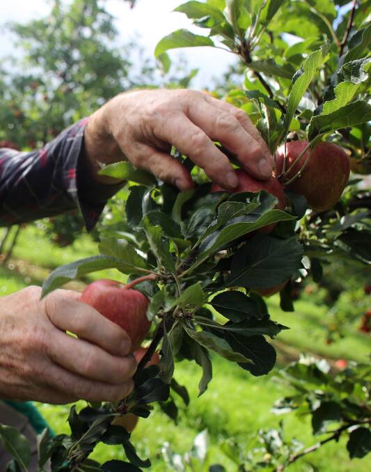 Inaction caused real uncertainty for pickers