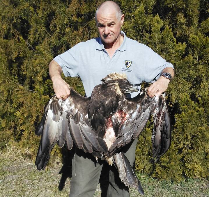 Parks and Wildlife Service Ranger Lionel Poole with the shot Tasmanian wedge-tailed eagle.
