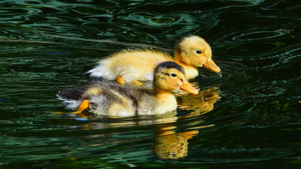 Ducklings at Launceston City Park