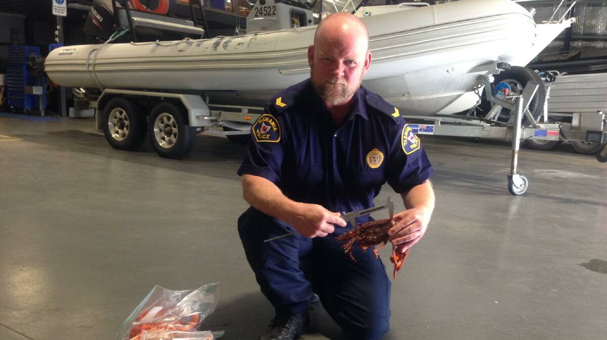 Sergeant Rod Stacey with an undersized crayfish haul uncovered at the weekend. Picture: Tasmania Police