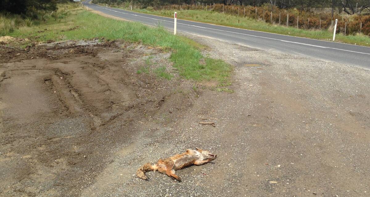 A fox carcass found 30km from Exeter last month. Picture: DPIPWE