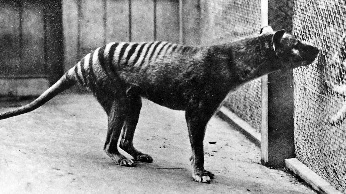 Thylacine witness statements released