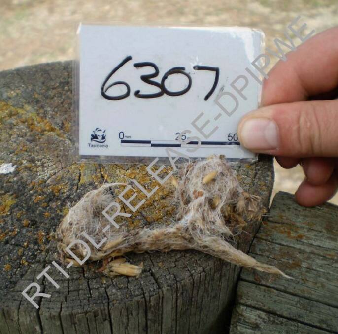 FOX PLOT: An image of a bird pellet found on a 1.2-metre-high fence post in the state's North in 2008. The pellet is listed as a fox DNA positive scat in the government's records. Picture: DPIPWE