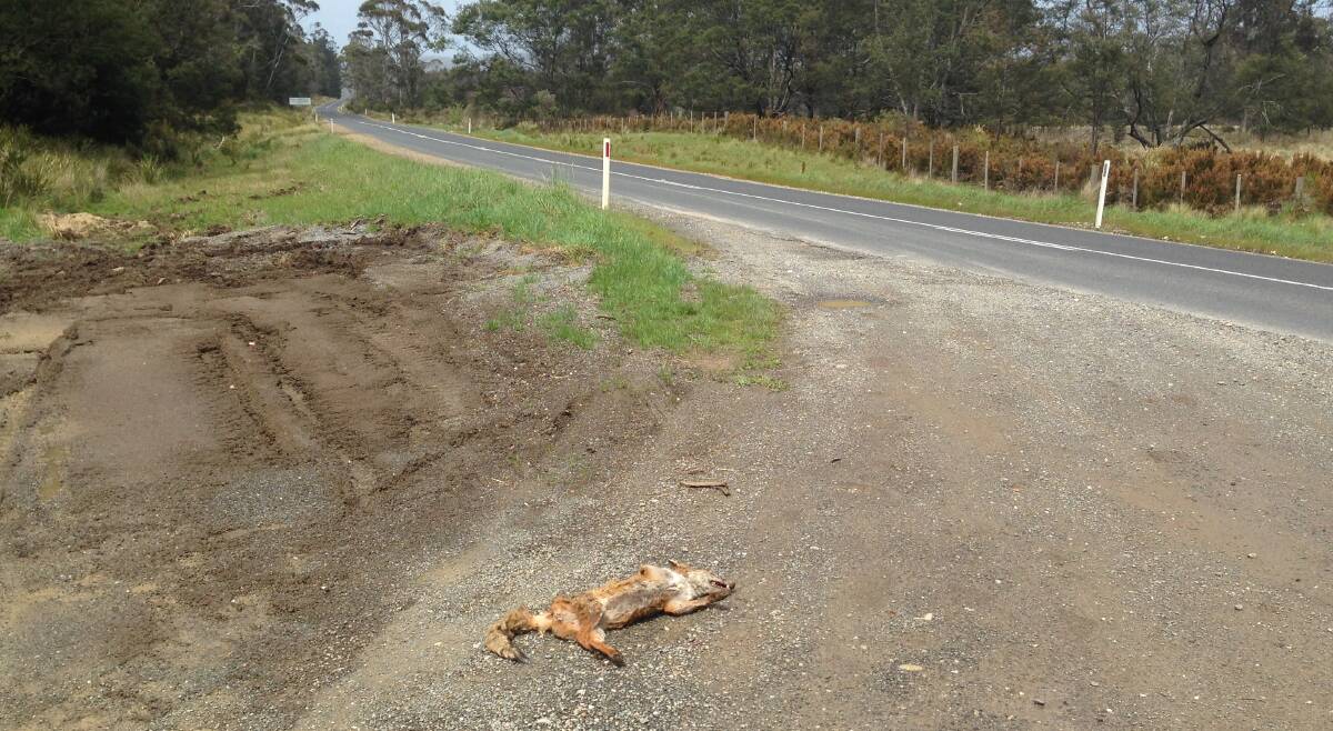 A fox carcass reportedly found near Exeter on Sunday.