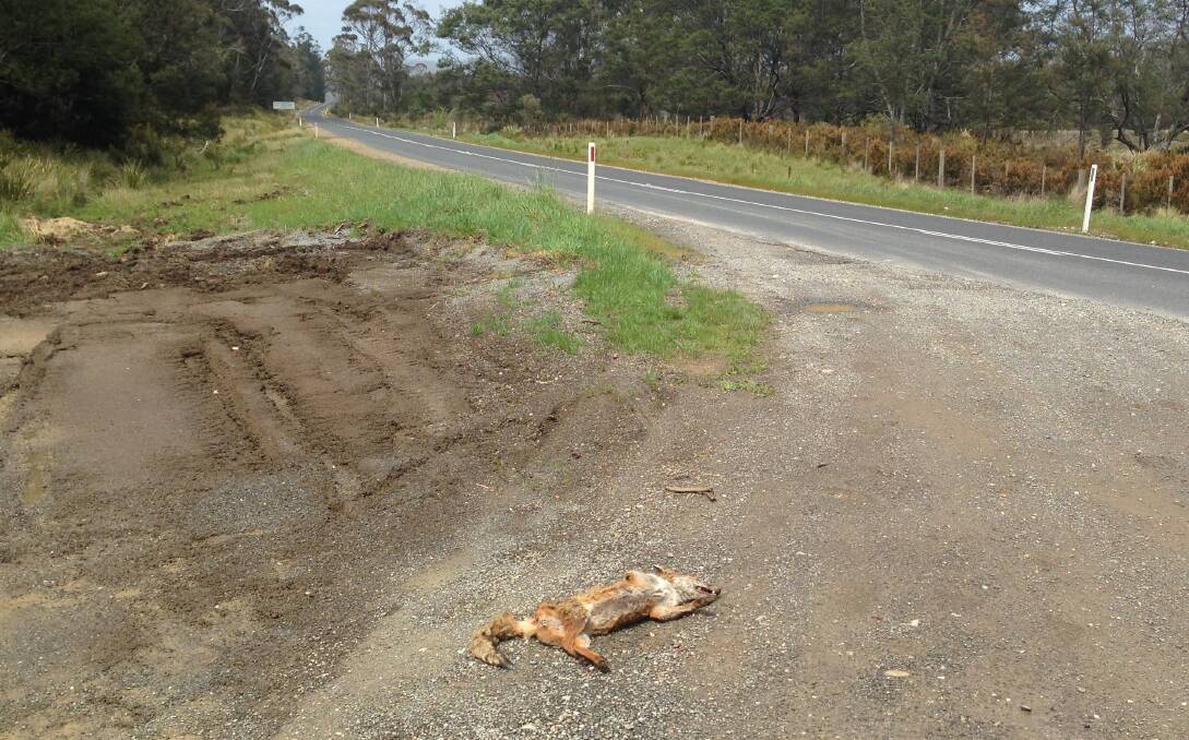 An image of a dead fox found in Northern Tasmania on Sunday. Picture: DPIPWE
