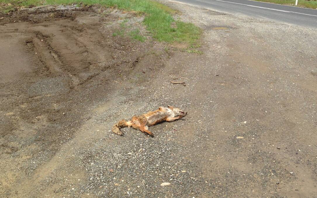 Police involved in fox carcass death probe