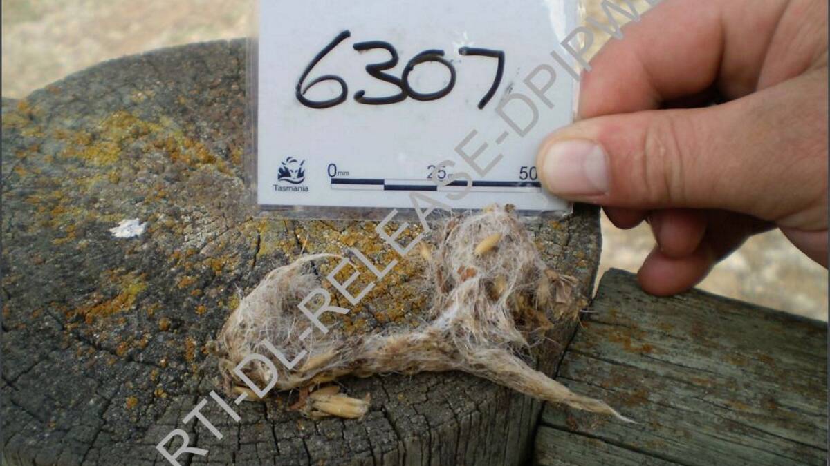 A fox DNA-positive scat that was deemed to belong to a bird in 2009. Picture: DPIPWE