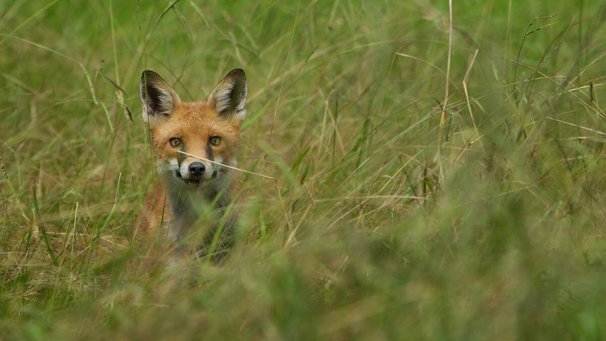 Information watchdog probing fox files