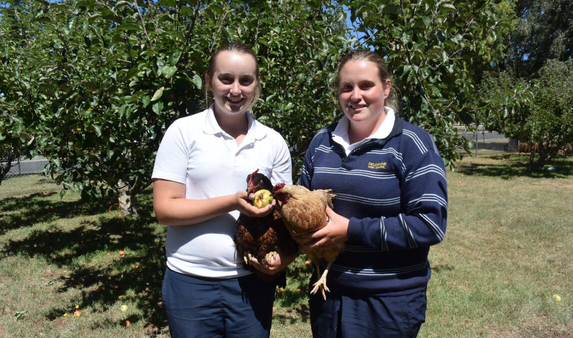 FEATHERED FRIENDS: Deloraine High year 10 students Rachel Barber and Rochelle Peck feeding a school grown apple to their resident hens. Picture: Carly Dolan