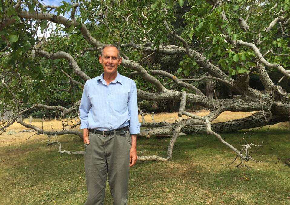 REMINISCENT: Conservationist and former Greens leader Bob Brown stands under the tree where the Wilderness Society was formed and plans to stop the Franklin Dam were hatched. Picture: Carly Dolan