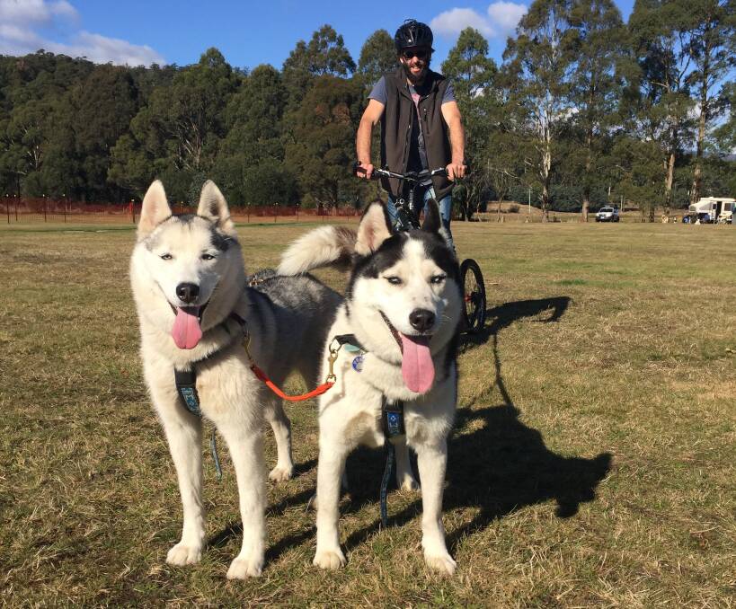 WOOF: Matthew Baker, of Hobart, with his Siberian huskies Maya and Soto getting ready to run at the Tasmanian Association of Sleddog Sports boot camp at the Myrtle Park Camping Ground in Targa. Picture: Carly Dolan