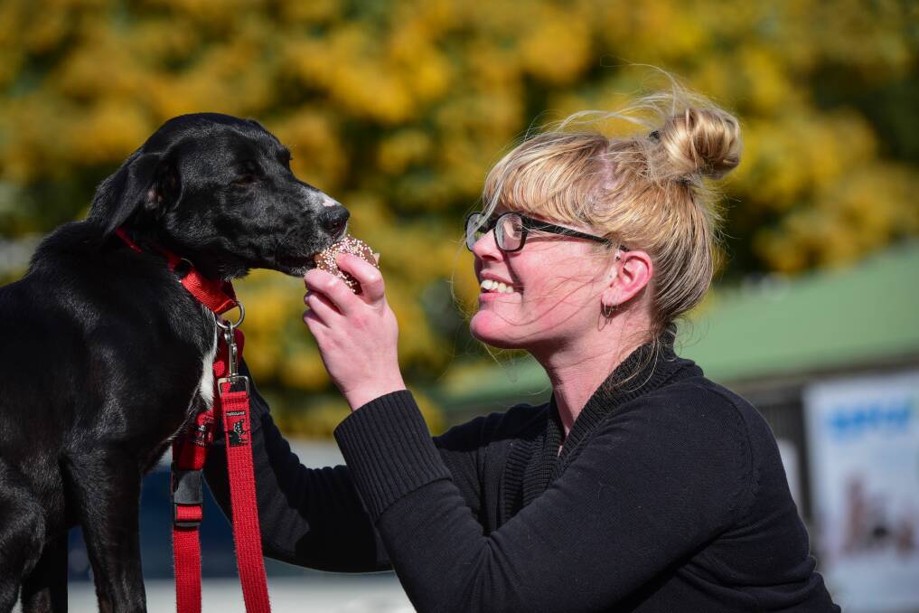 RSPCA Tasmania's Melanie Knight with "Elliott", a 10-month-old Border Collie cross. Picture: Paul Scambler