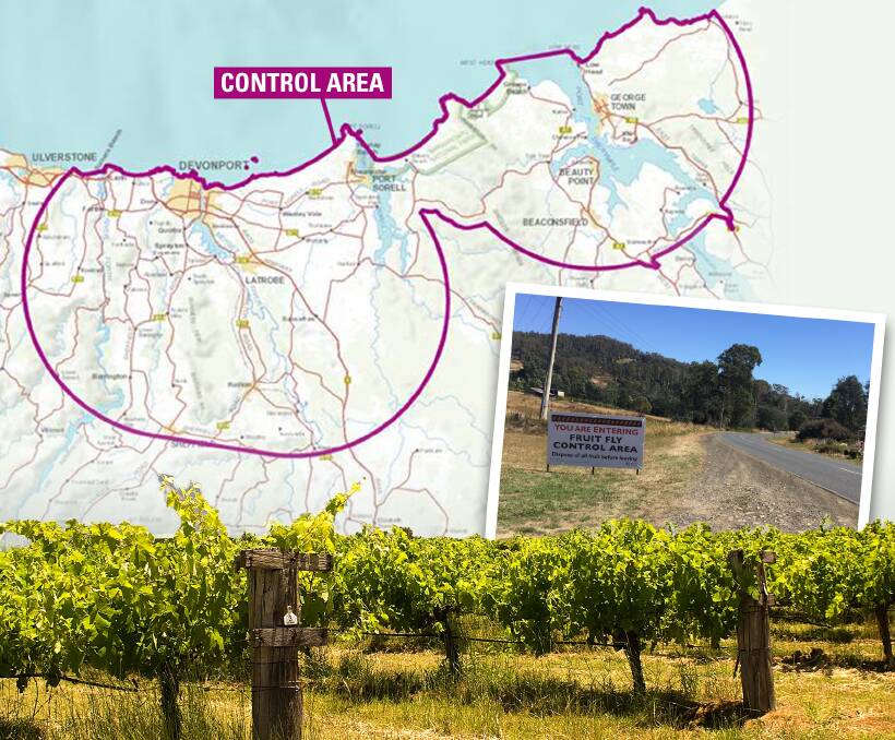 VINTAGE SAVED: Protocols are in place to allow wine grapes to be harvested in the fruit fly control zone, and processed. Map sourced from Biosecurity Tasmania.