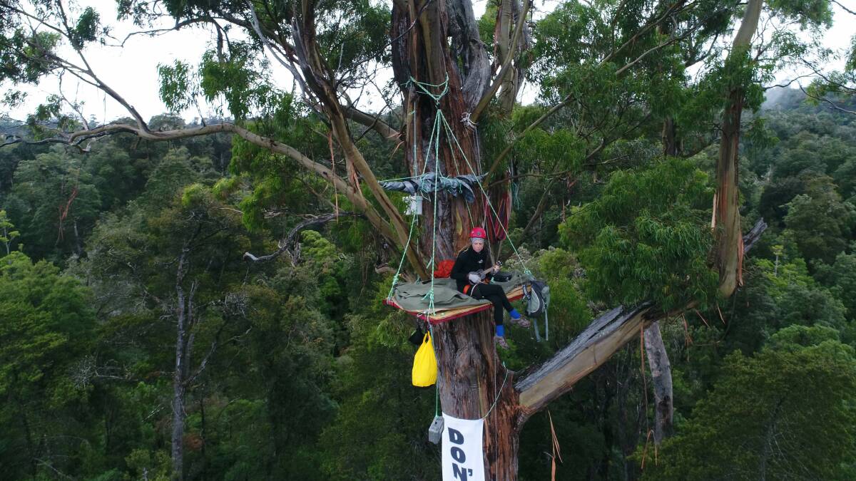CANOPY VIGIL: Dr Lisa Searle protesting in the Frankland River area of the Tarkine. Picture: Joe Armao