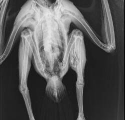 An x-ray of the wedge-tailed eagle. Picture: Supplied