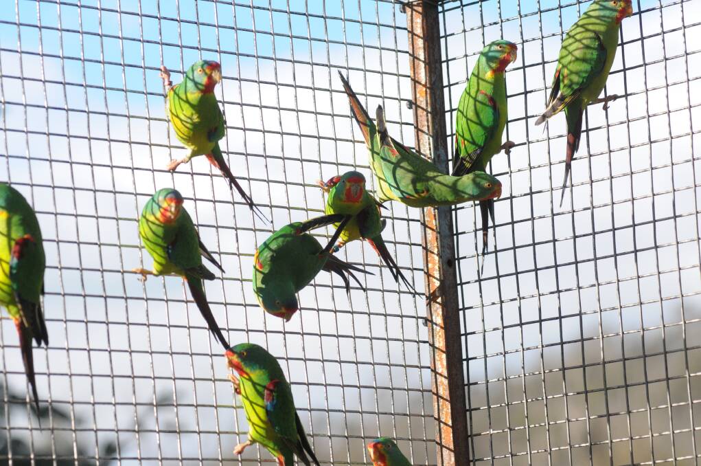A file photo of swift parrots at Tasmania Zoo.