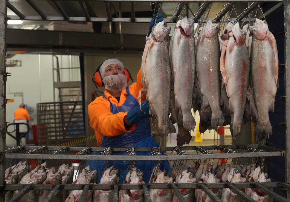 PROCESS: A file photo of salmon processing.  Robert Lee wants to know if a federal assessment will be needed for the planned Okehampton Bay project. Picture: Fairfax