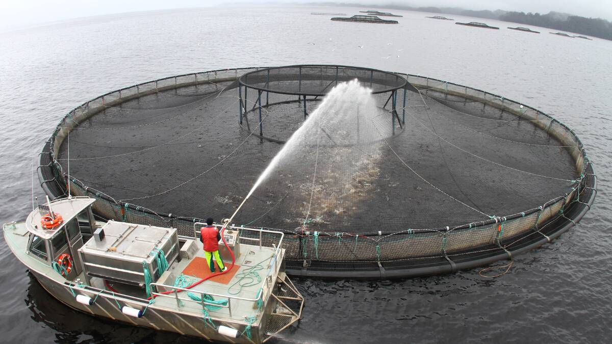 Feeding time at fish pens in Macquarie Harbour.