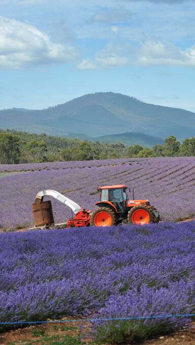 BLOOMING: Bridestowe Lavender Estate is among 12 Northern projects that will share a $24 million federal government jobs package.