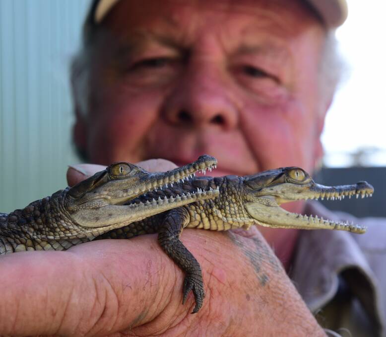 DOUBLE TROUBLE: Tasmania Zoo owner Dick Warren with two of his newest friends, some Queensland baby crocodiles. Picture: Paul Scambler