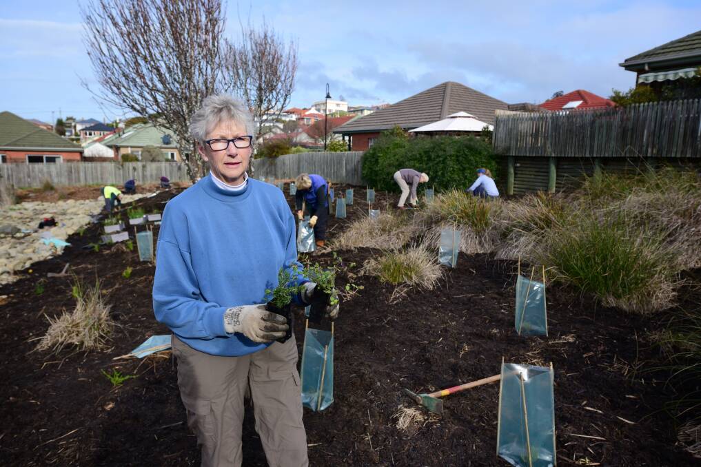 PLANTING: Friends of Machen's Reserve co-ordinator Lynne Mockridge planting out trees ahead of National Tree Day. The new vegetation will bring in the birds and improve the reserve's biodiversity. Picture: Paul Scambler