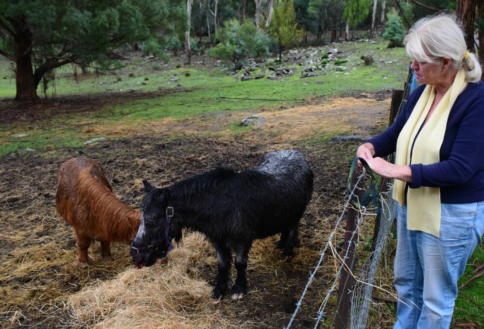 VICTIM: Christine Shepherd with her injured miniature horse Henry, standing beside them is Jack the brown miniature horse. Picture: Paul Scambler
