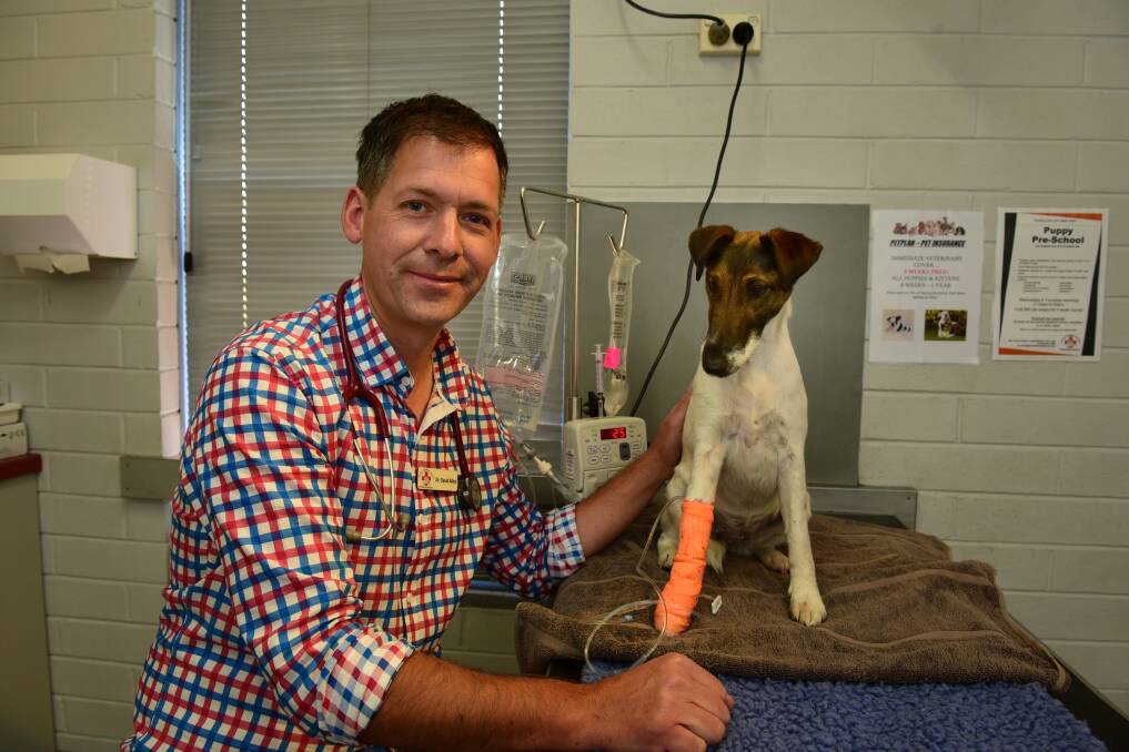 EMERGENCY: Animal Medical Centre veterinarian Dr David Allen with fox terrier 'Skeeter', who was bitten by a snake. Picture: Paul Scambler