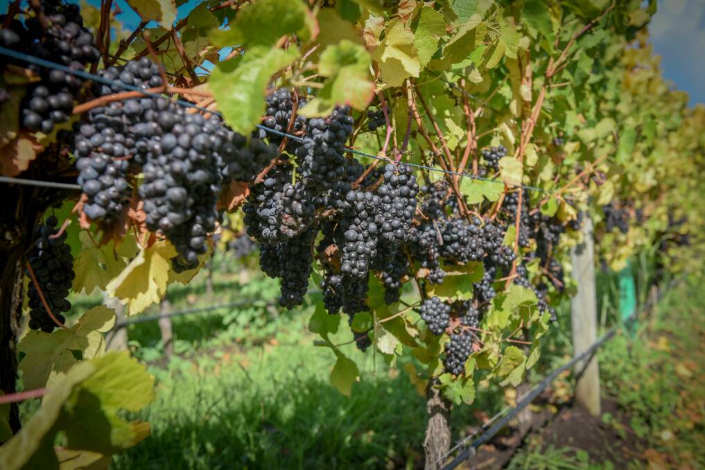Pinot Noir grapes, just one of the many cool climate wine varieties on offer. Picture by Paul Scambler 