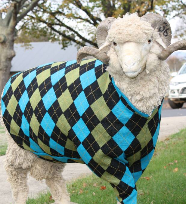 On parade: The stylish Ram from Tasmanian Wool Centre, who will be featured in the fashion parade. 