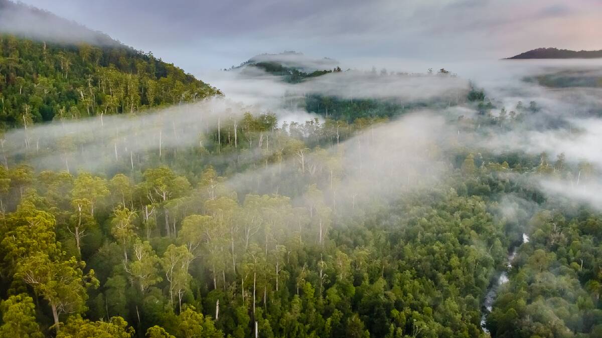 Hanging mist over the dense forestry of The Tarkine.