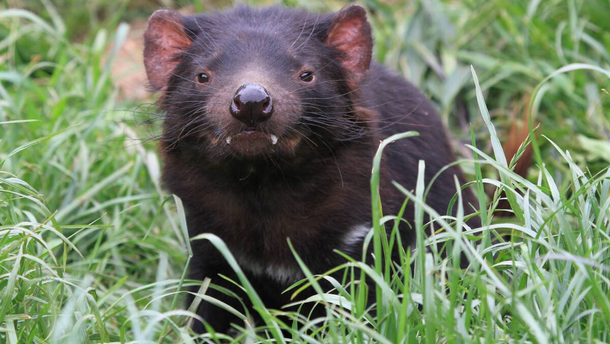 Say cheese! A Tasmanian Devil in the grass pops up to say hello.