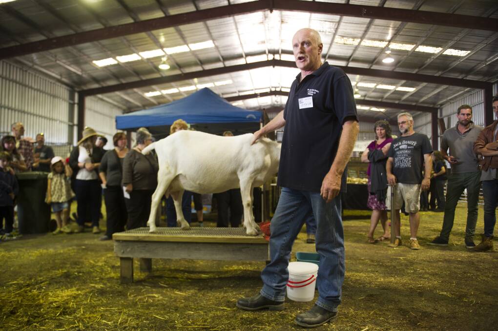 Productive: Organiser Steve Baldock talks to the crowd about dairy goats. Pictures: Scott Gelston