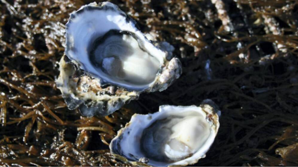 Oyster disease concern mounts