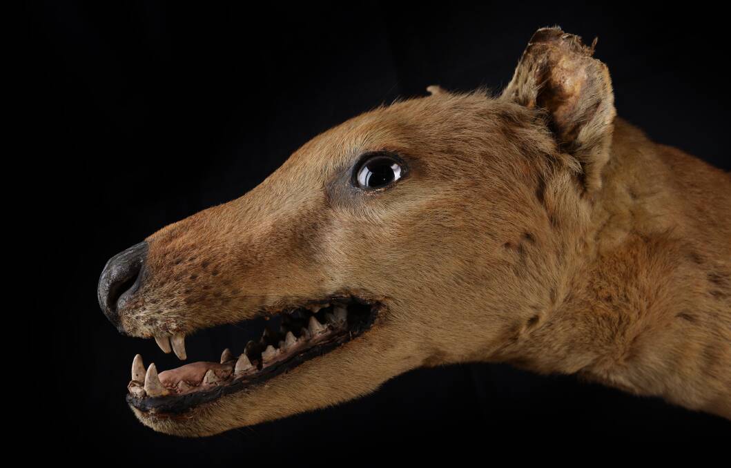 Max Woodberry, Launceston, spoke to his grandfather in the 1960s about the Thylacine. He said the Tasmanian ‘tigers are open-range animal and must run their prey down’.