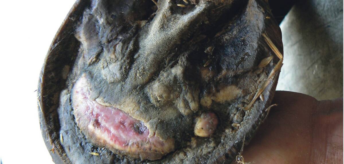 Worst case: The pedal, or coffin, bone rotated fully through the sole in a severe laminitis case. Picture: Jen Clingly