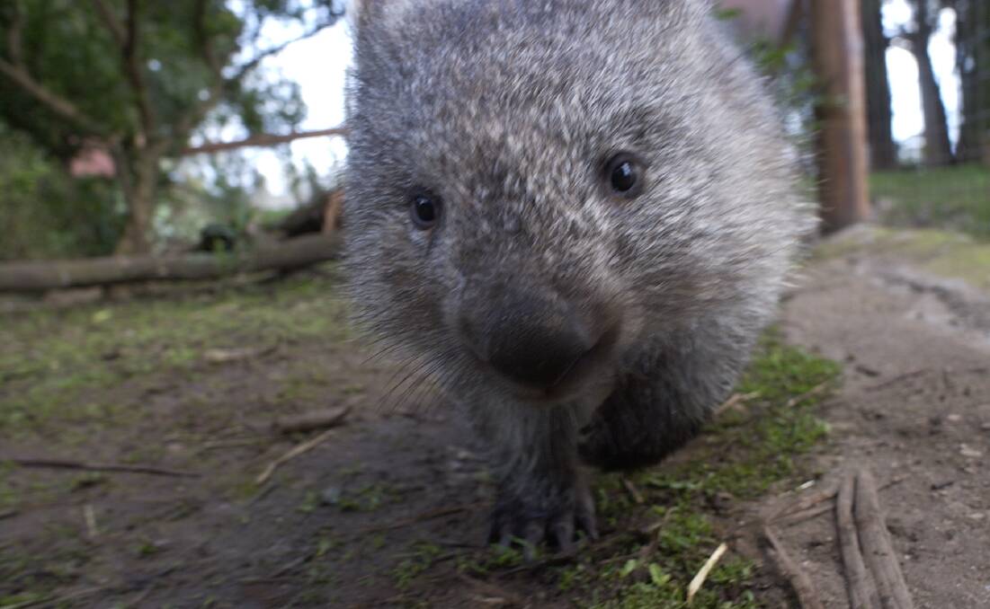 A R. Trounson, of Needles, believes people should take full advantage of Tasmania’s wildlife and enjoy seeing it in nature.