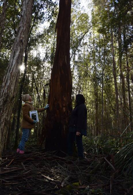 CONCERNED: Margie Dockray and Rach Denholm are alarmed by the number of dead trees across Northern Tasmania. Picture: Piia Wirsu