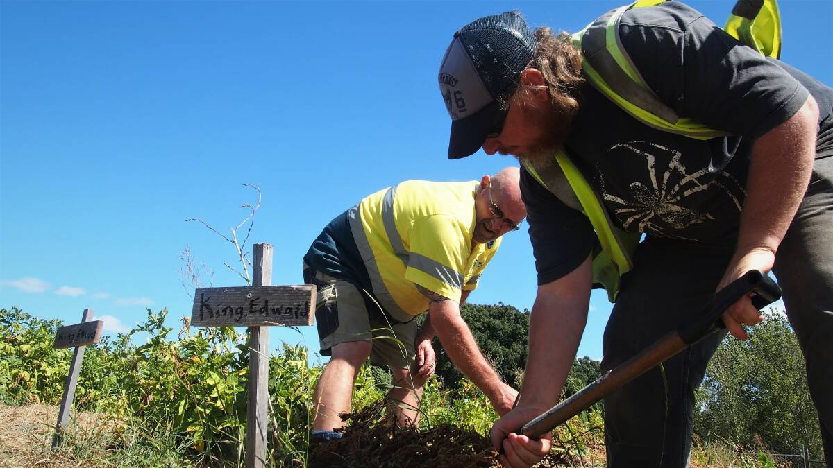AT WORK: Youth futures supervisor Darren Cornick with participant Peter Devlin attending the potatoes at the Heritage Forest Community Garden. Picture: Piia Wirsu