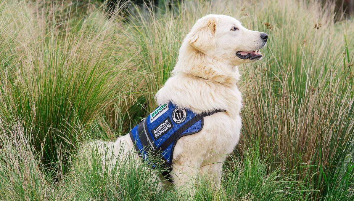 ON GUARD: This maremma sheepdog takes his guarding duties very seriously, the fate of a species could well rely on it. Picture: Supplied