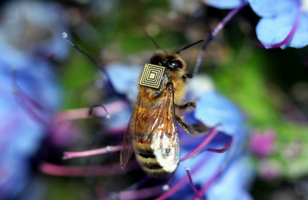 HARD WORKER: A honey bee, tagged with a micro sensor "backpack" for CSIRO's research into bee health. Picture: CSIRO