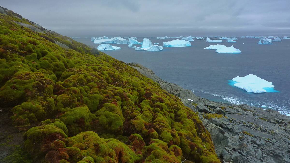 Antarctica is turning green. Picture: University of Exeter Flickr, Matt Amesbury