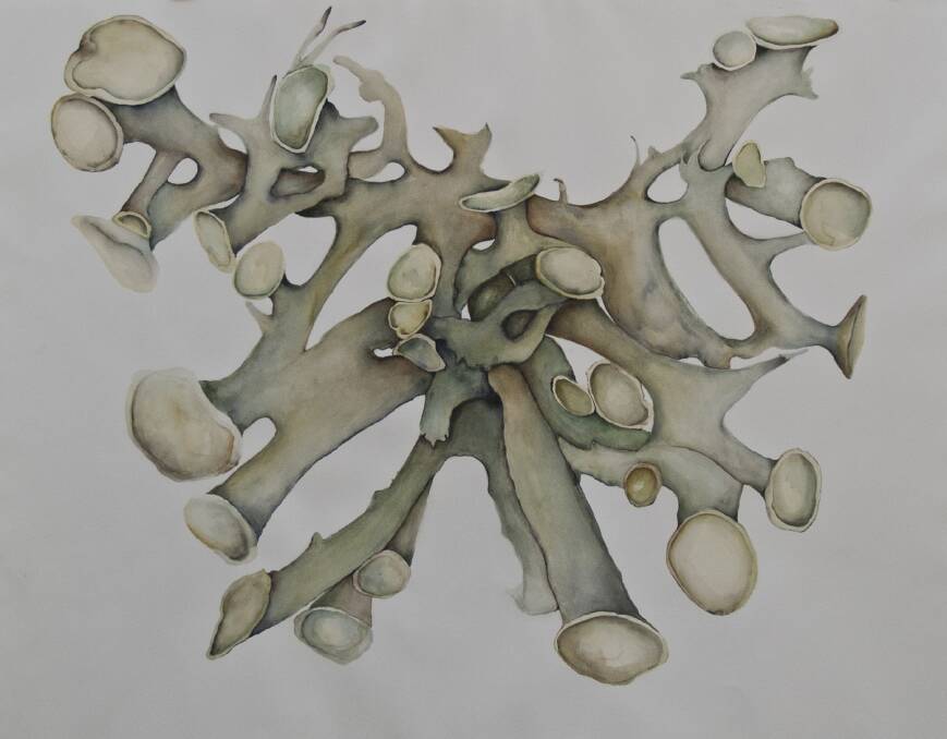 DETAIL: Nicole O'Loughlin's watercolour of lichen on Maatsuyker Island. Picture: Nicole O'Loughlin