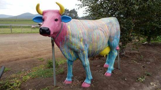 GOING CHEAP: Ashgrove cow 'Bessie' has been advertised as free to a good home. 