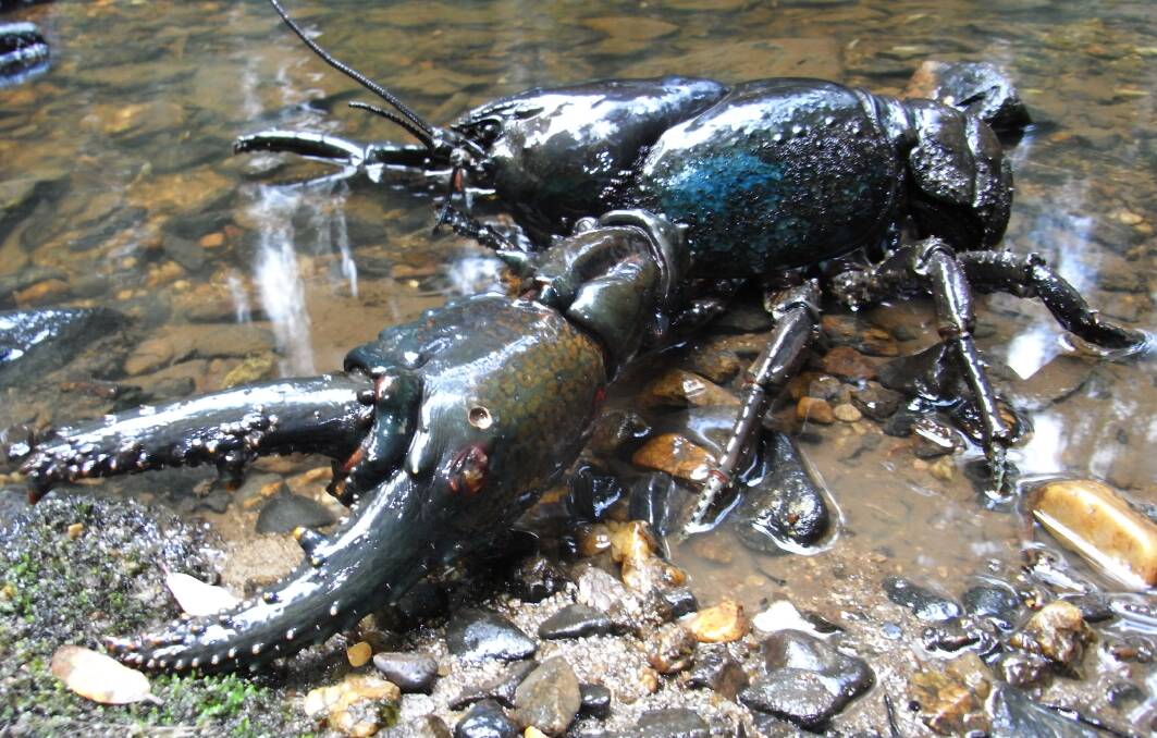 VULNERABLE: Tasmania's Giant Freshwater Lobster has taken another hit to low population numbers in the June floods. Picture: Todd Walsh