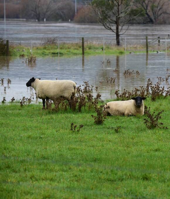 FLOOD HELP: Flood water approaches sheep in Northern Tasmania during the recent flood event. Blazeaide have called for volunteers to help farmers rebuild.