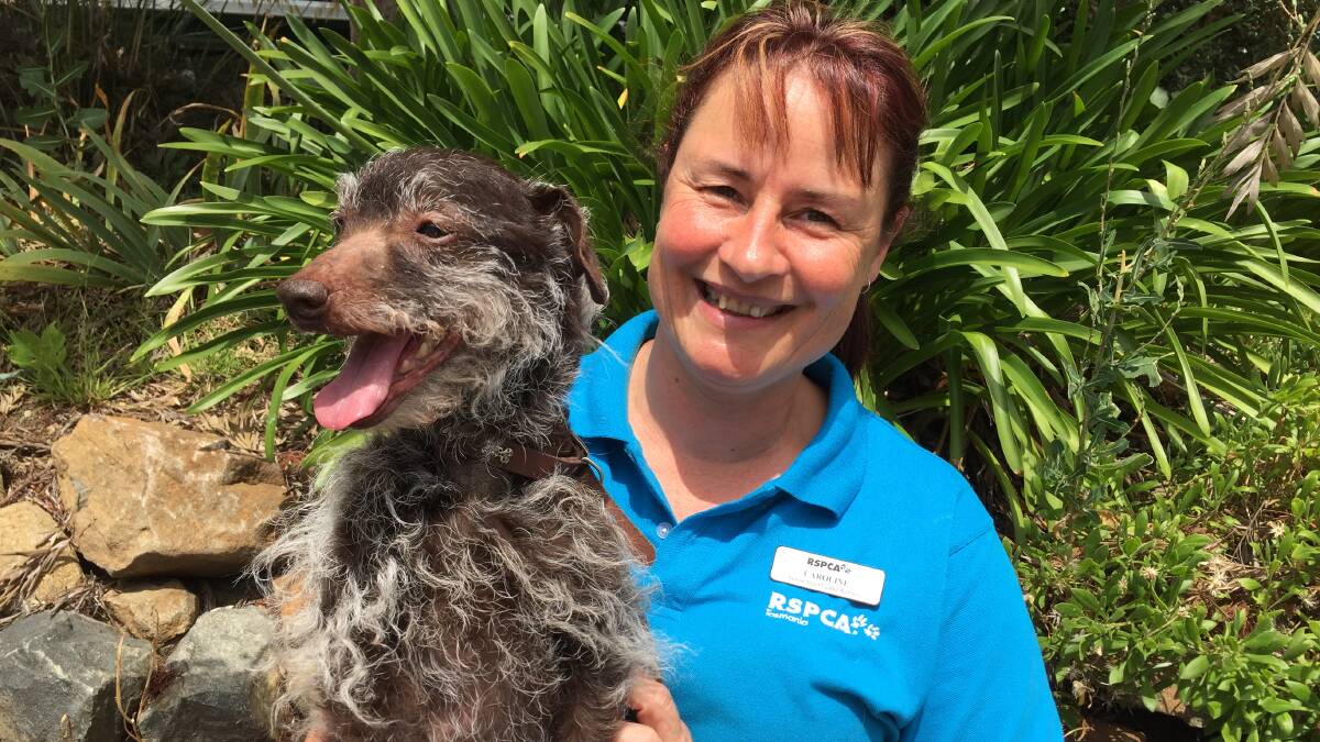 MOST LOVED: RSPCA Tasmania Kennels Team Leader Caroline Higgins with 10-year-old Binky, a poodle cross silky terrier, who is in need of a new home to enjoy his twilight years. Dogs are Australia's favourite pet. Picture: Holly Monery