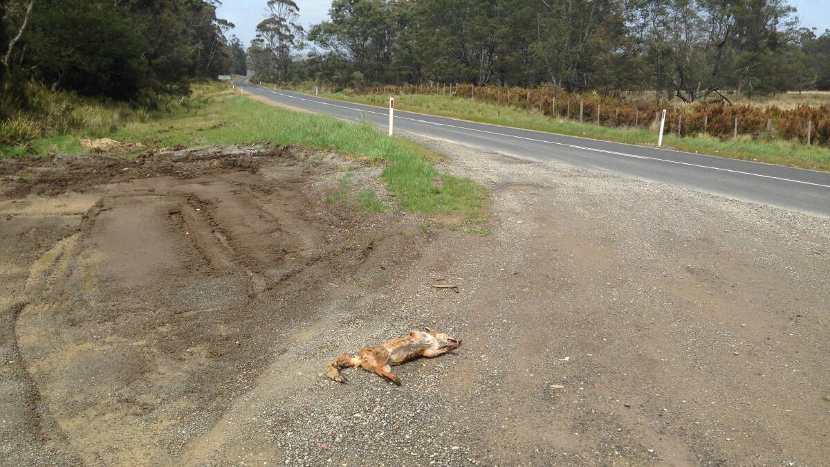 The fox carcass was found just off the Frankford Highway, near Exeter.
