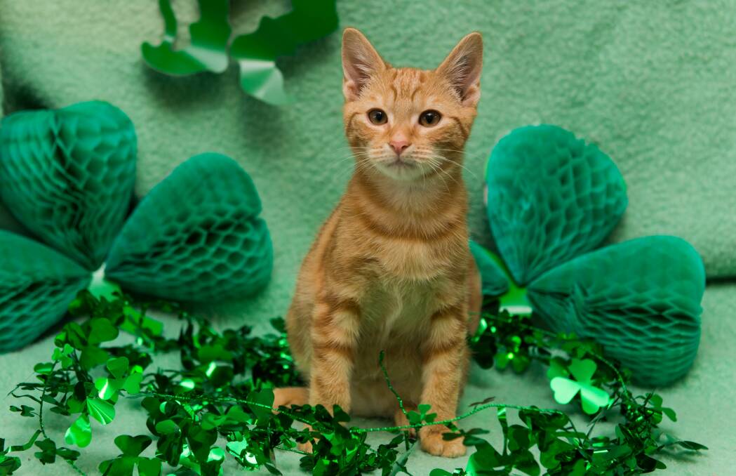 ADOPT ME: Possum the 12-week-old Ginger Tabby gets into the spirit of St Catrick's Day. The RSPCA is hoping Possum and his mum will be adopted with special prices for cats to celebrate St Patrick's Day. Picture: Phillip Biggs