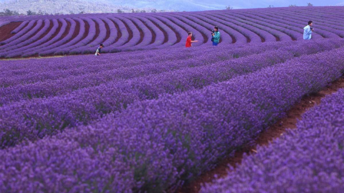 PURPLE HAZE: Tourists snap some photos at the world's largest lavender farm, Bridestowe Lavender Estate. Picture: Supplied 