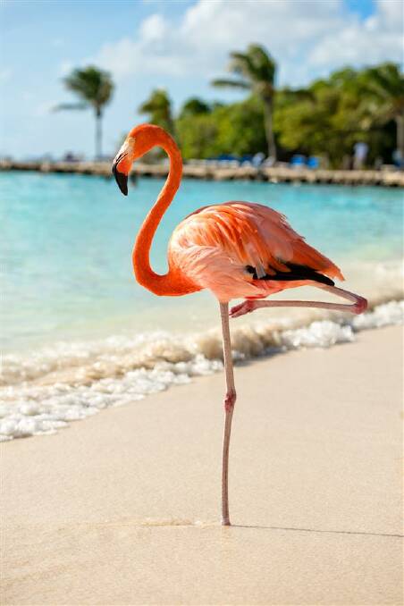 One-legged sleepinbg? Well, yes, if you're a flamingo. Photo: iStock